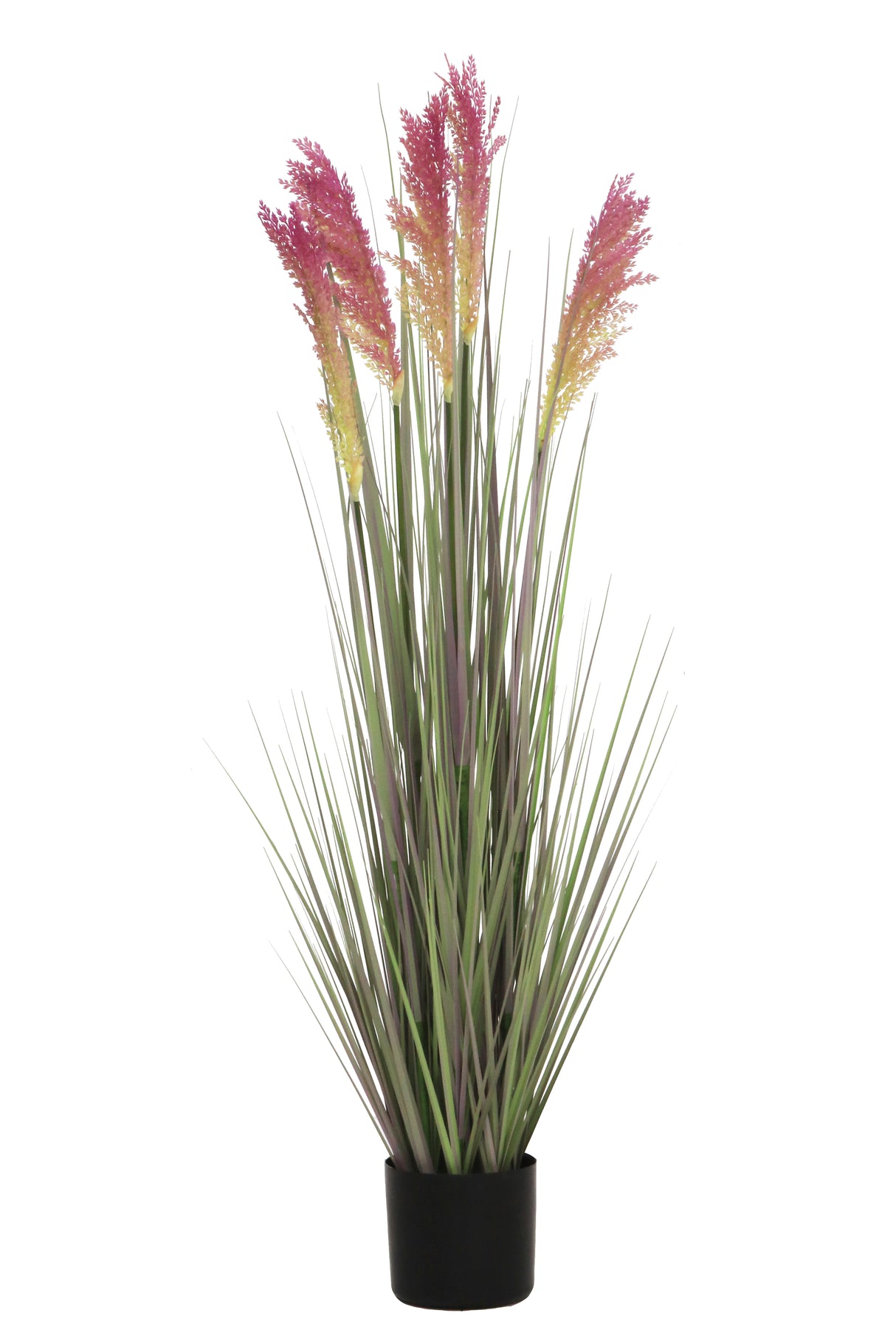 Grain Grass