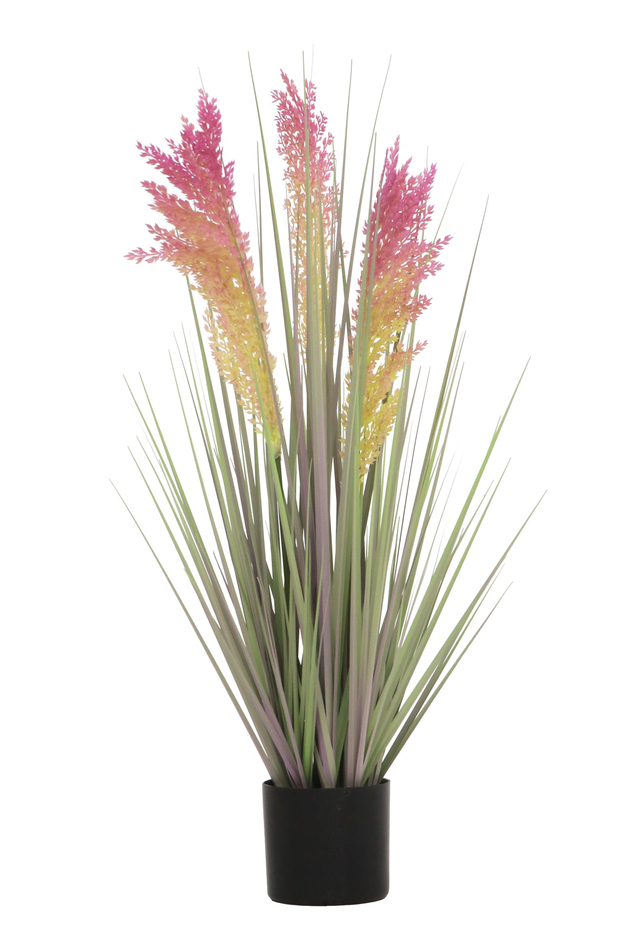 Grain Grass