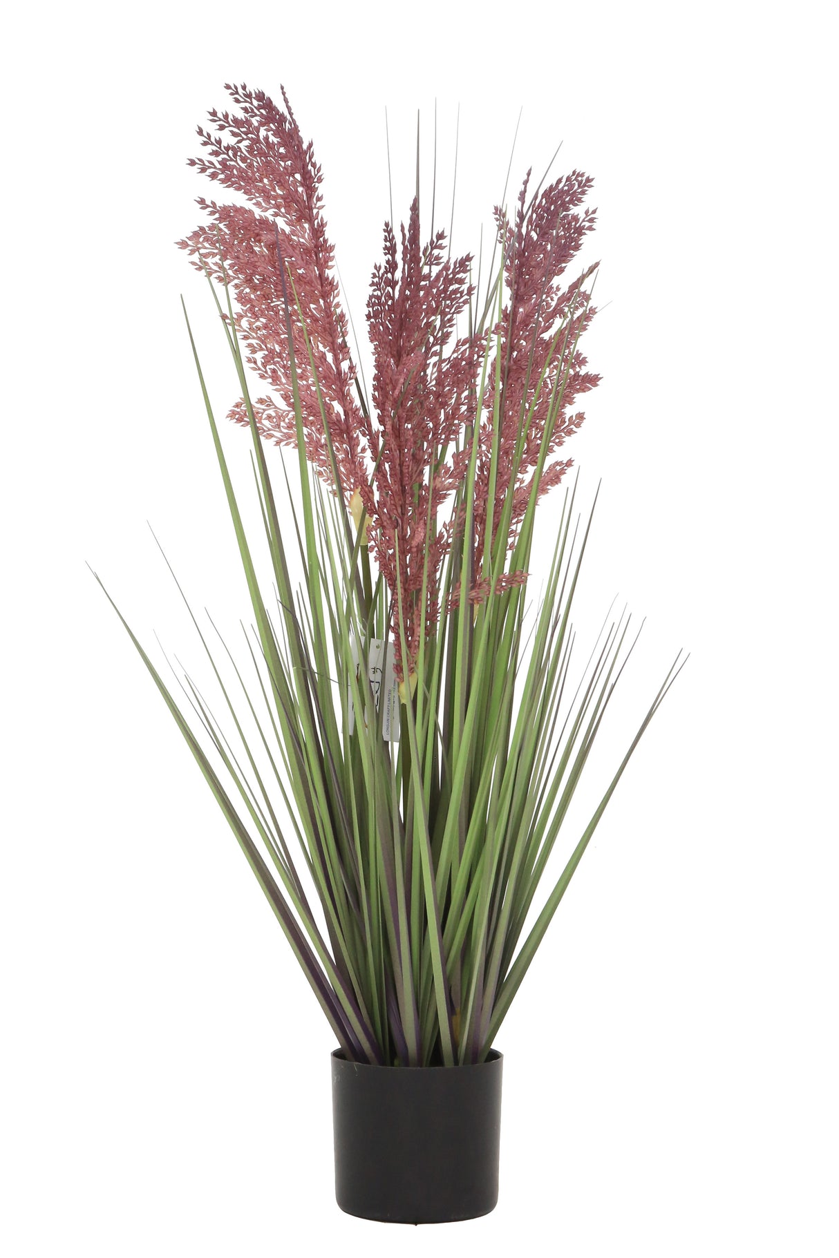 Grain Grass