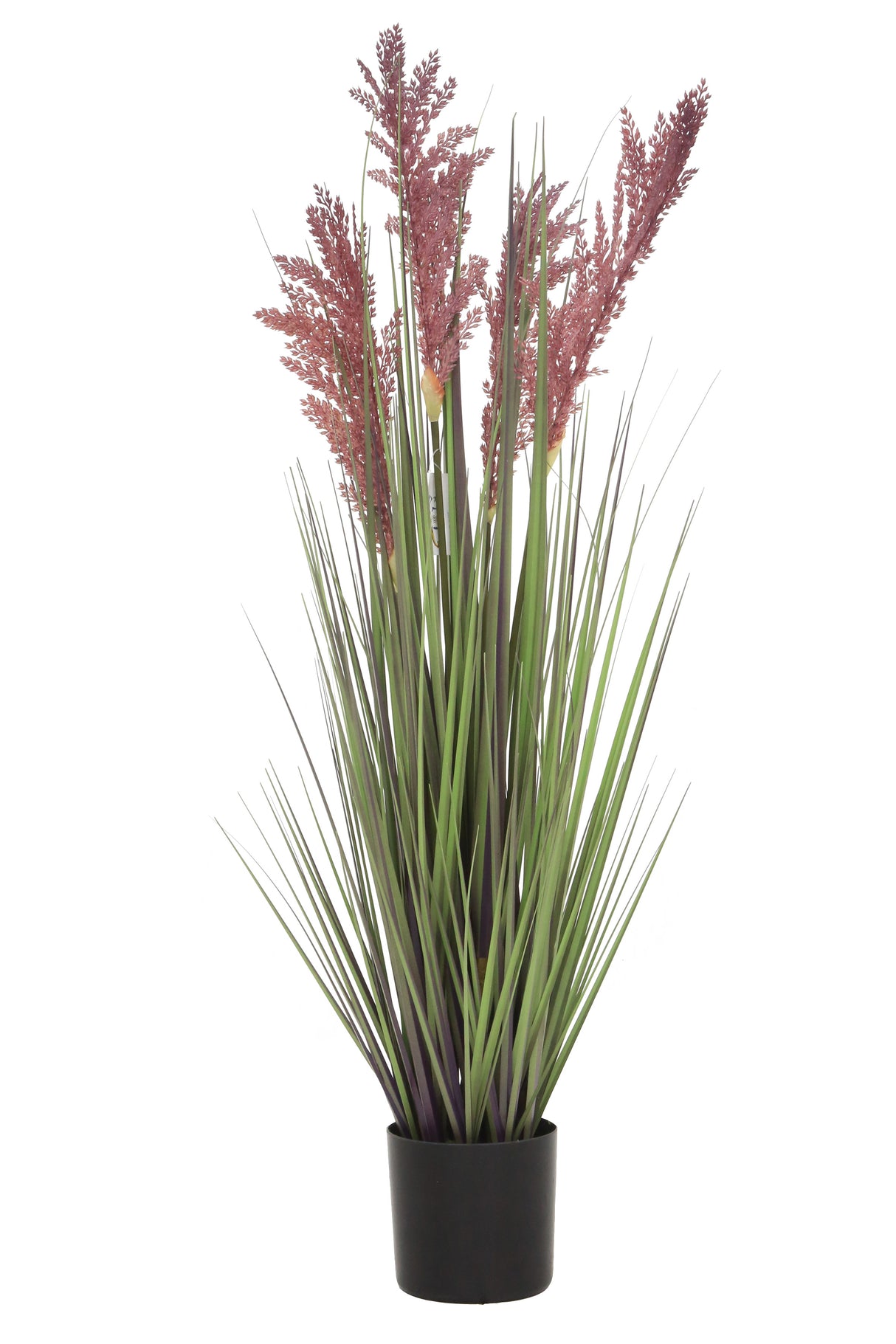 Grain Grass