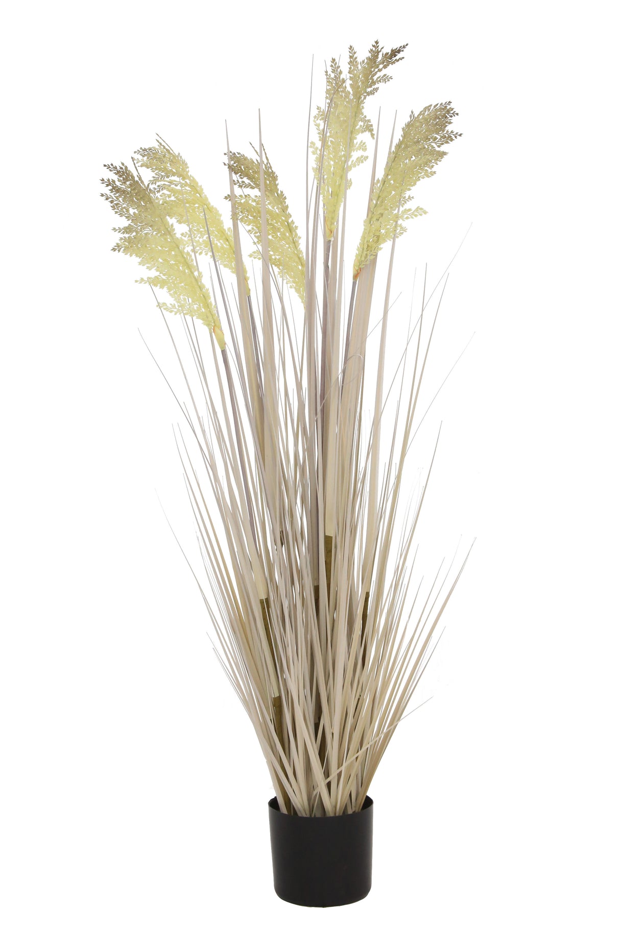 Grain Grass
