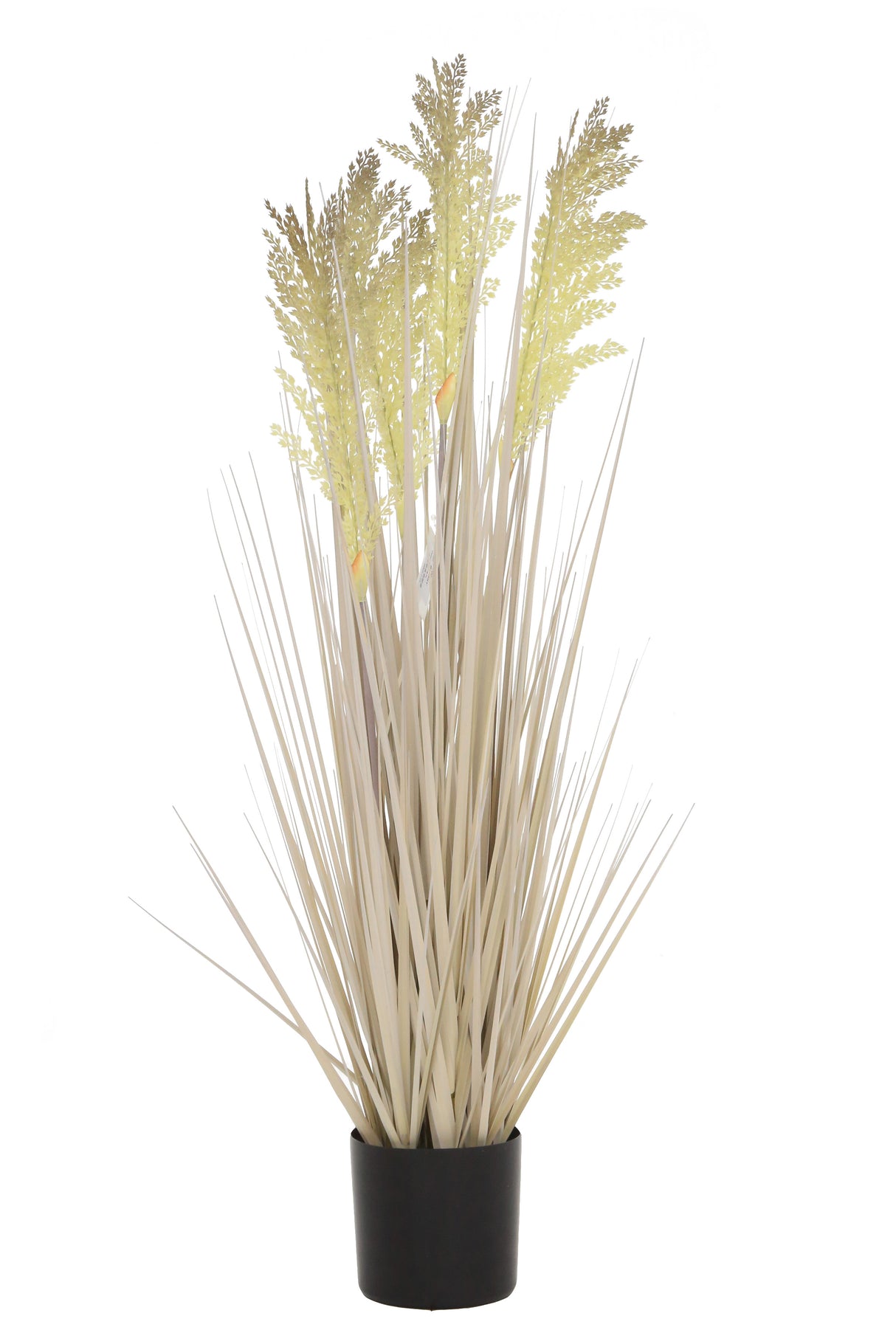 Grain Grass