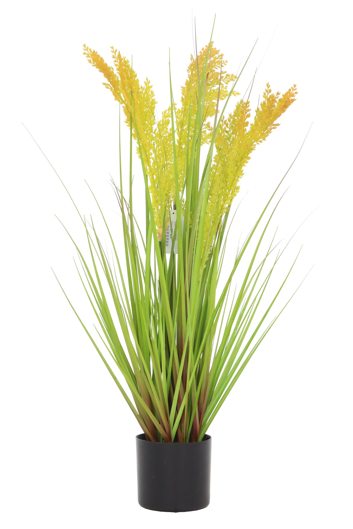 Grain Grass