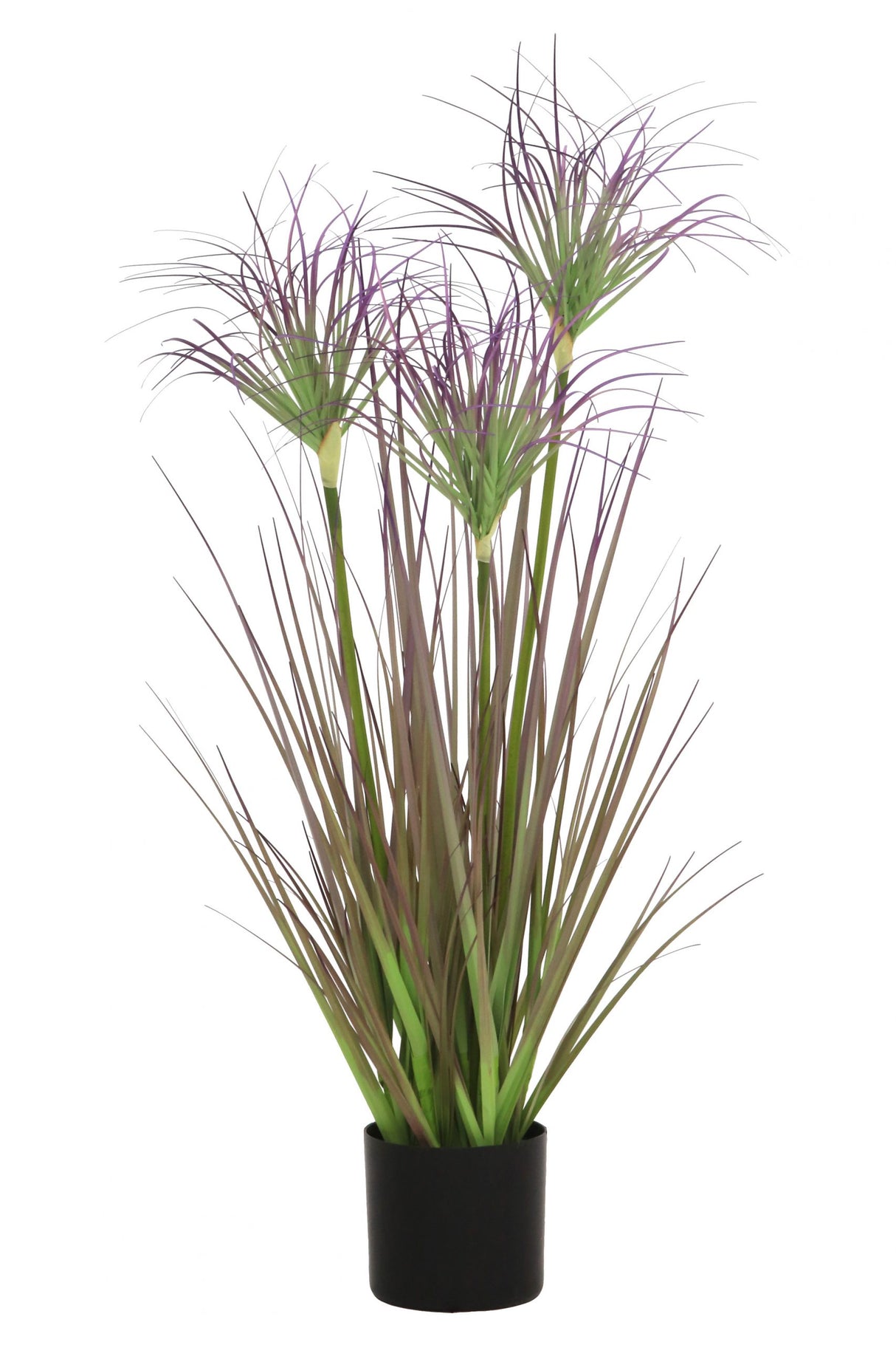 Ornamental Grass