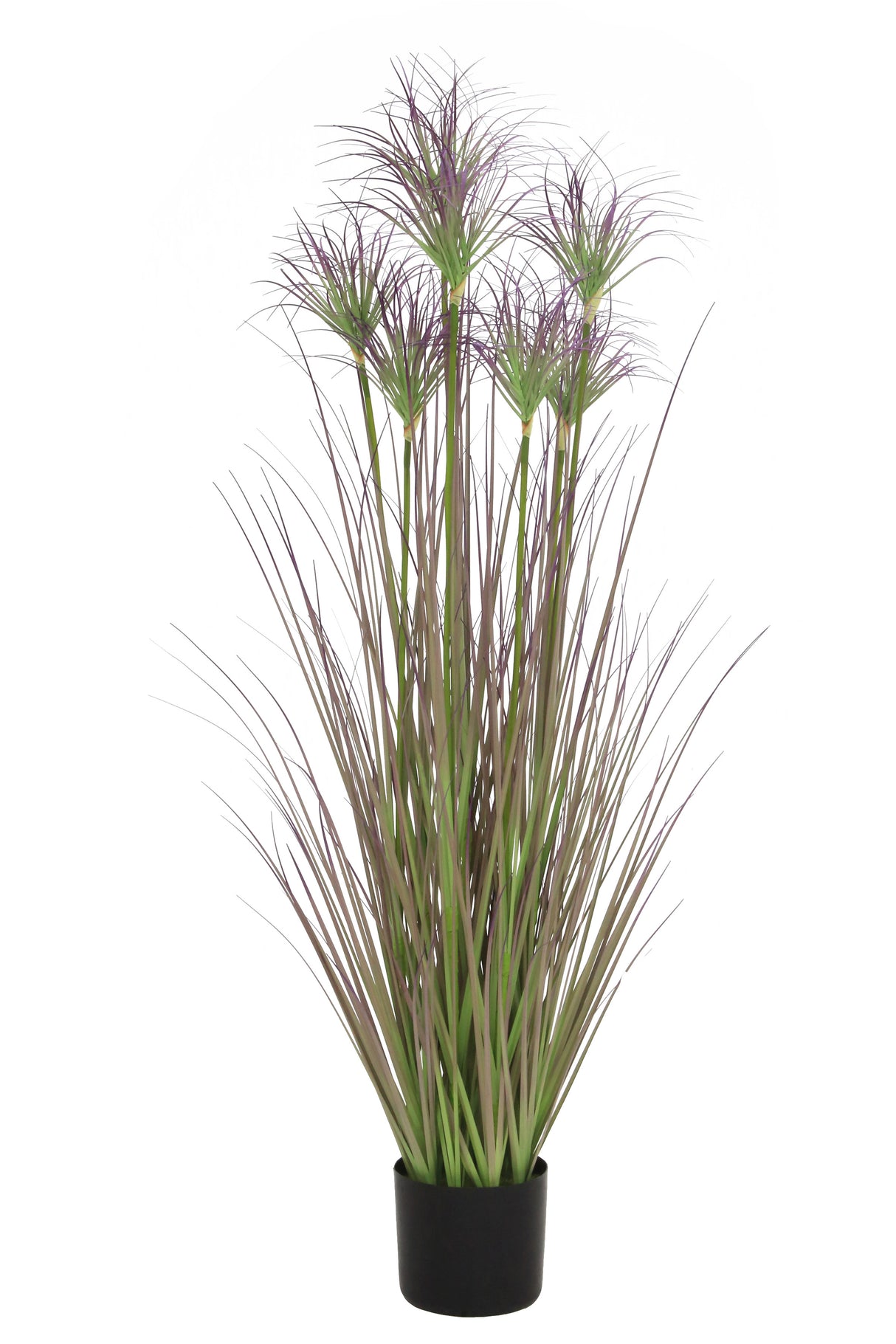 Ornamental Grass