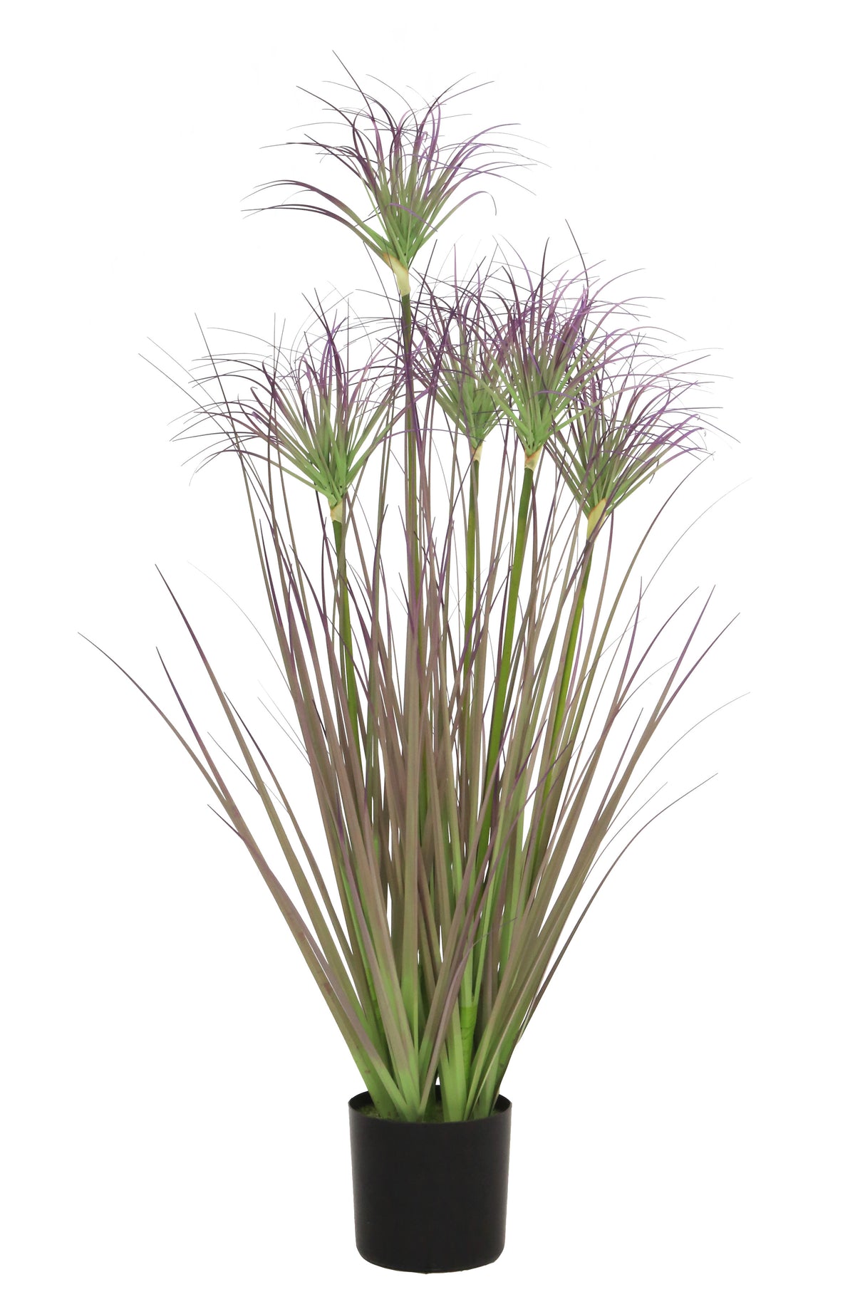 Ornamental Grass