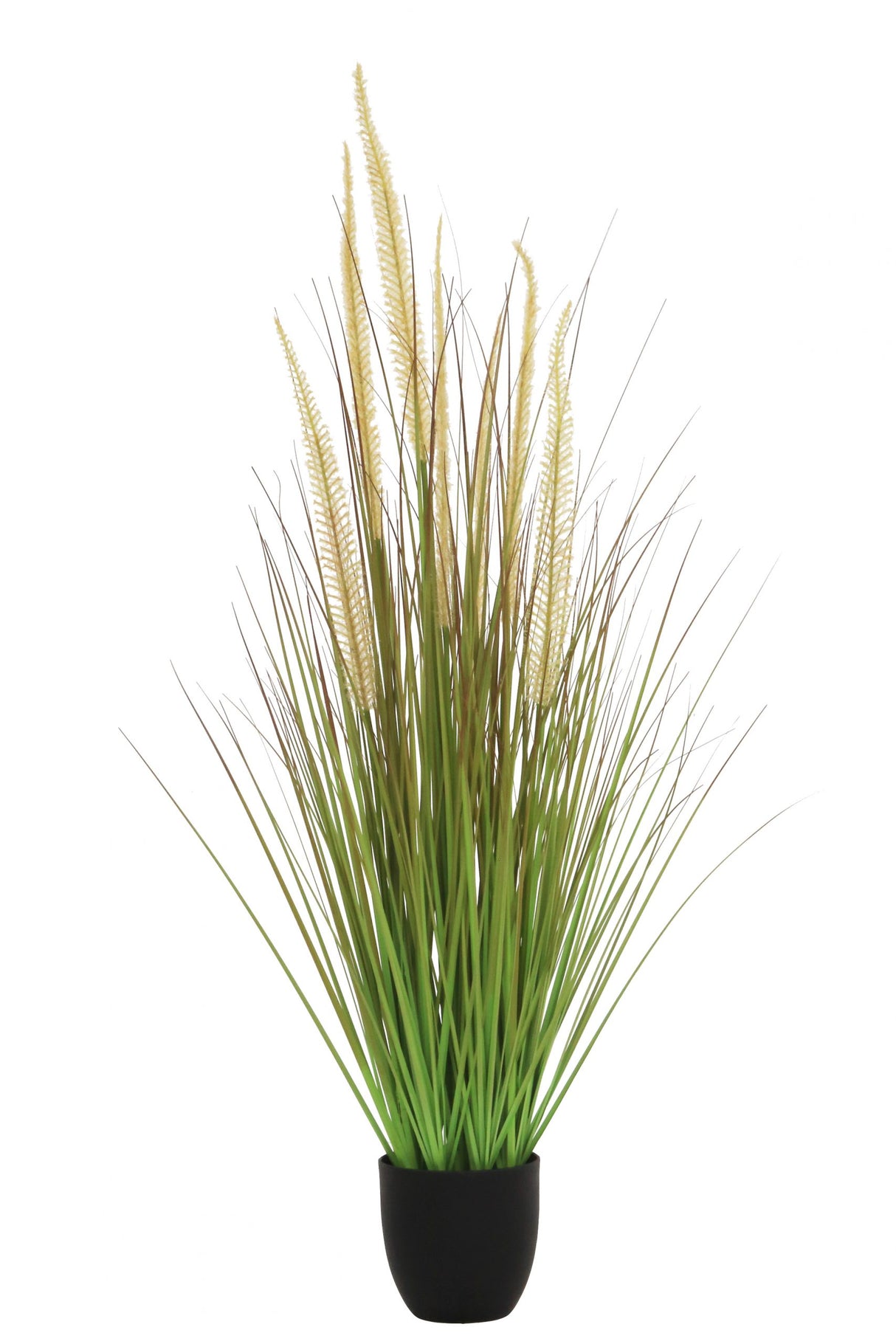 Horsetail Grass