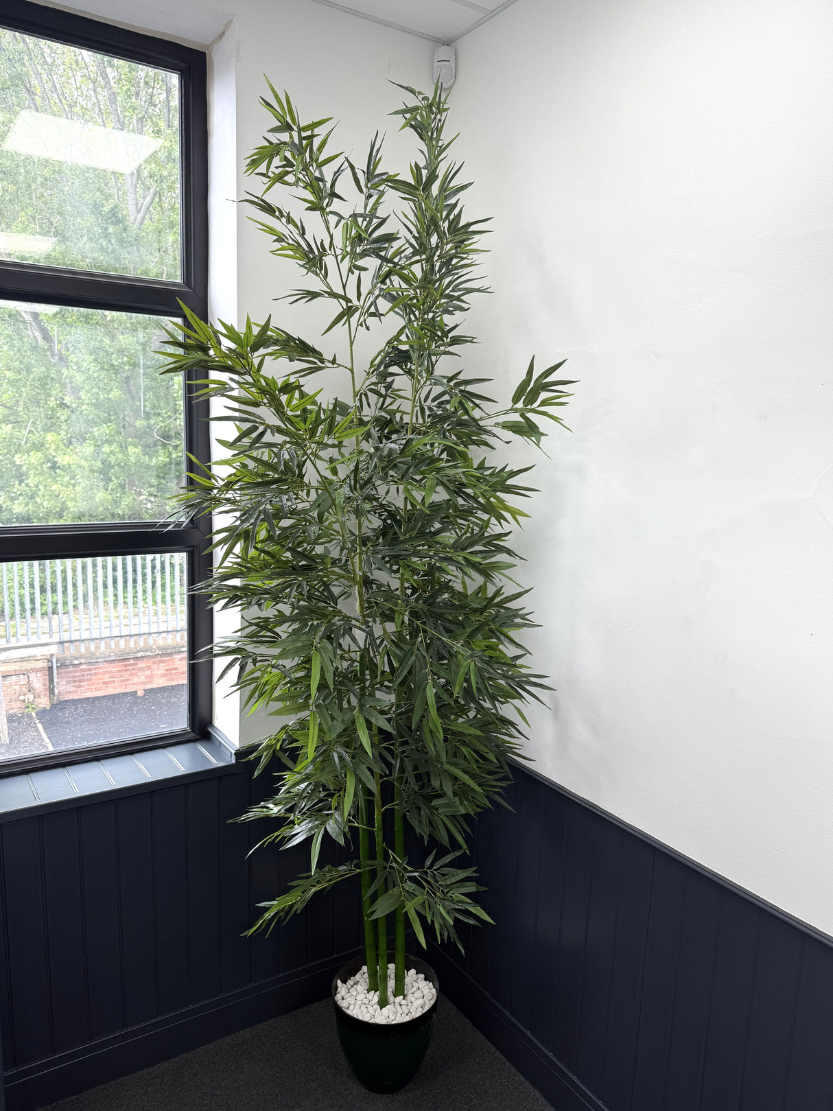 Green Stem Bamboo Plant