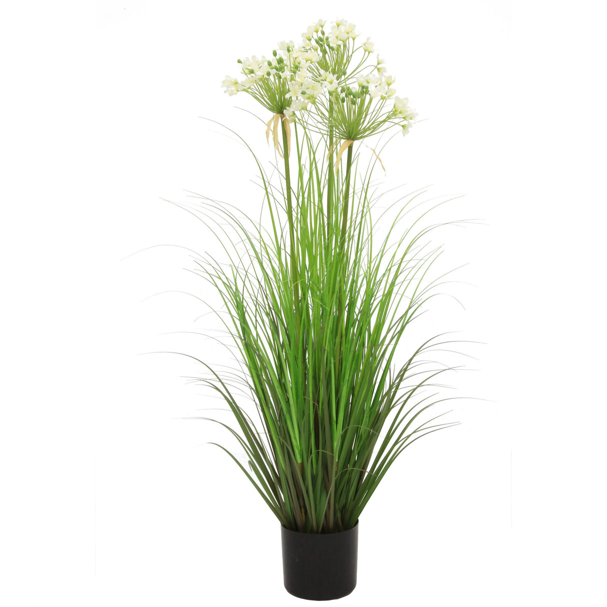 Leek Flower Grass