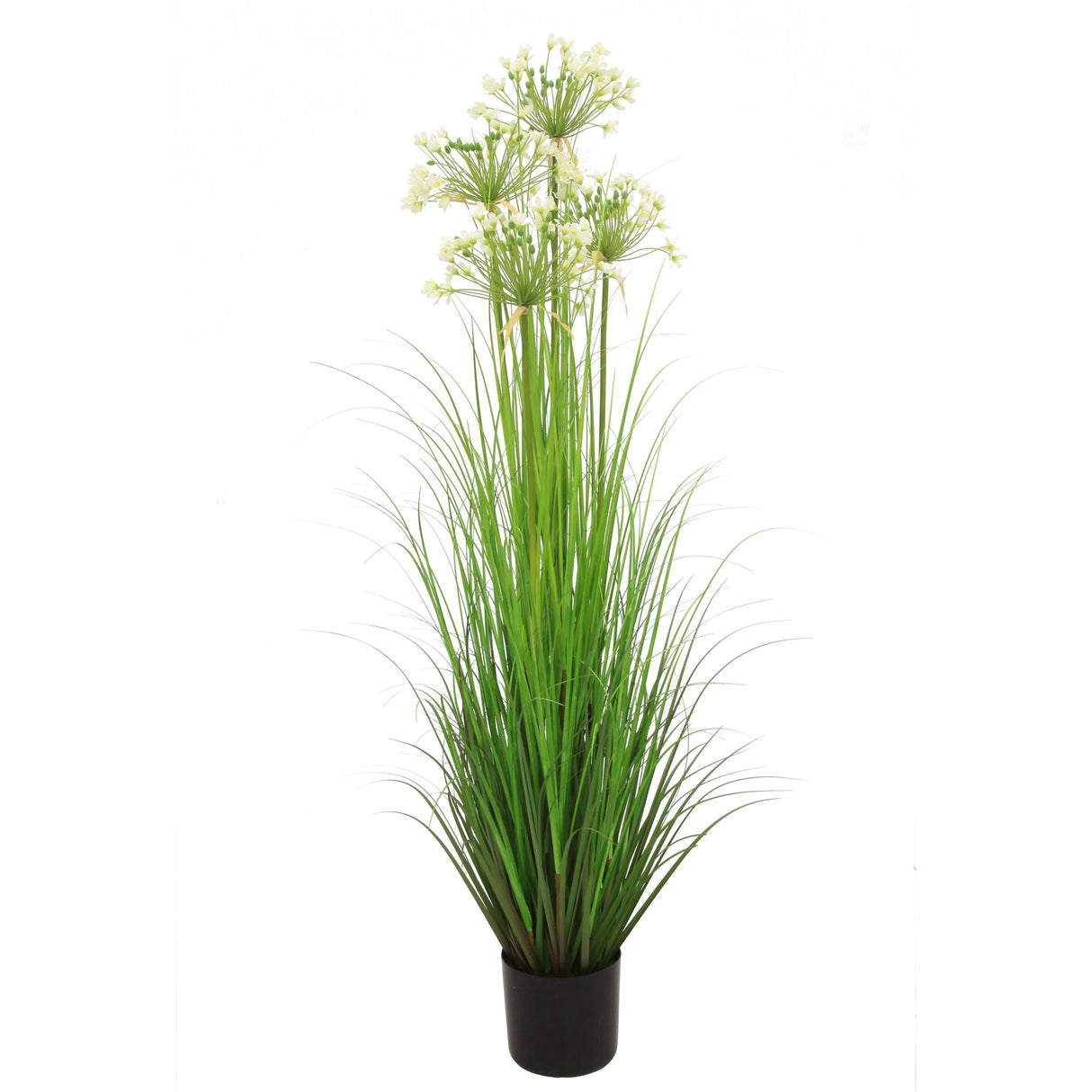 Leek Flower Grass