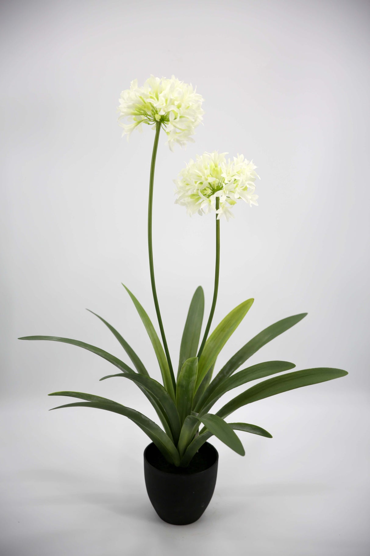 Snowflake Bliss Narcissus Plant – 106cm