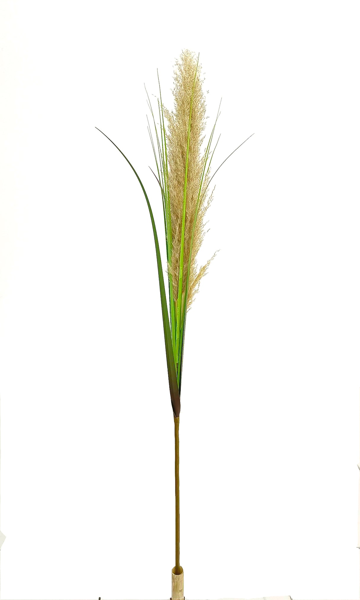 Plume Grass