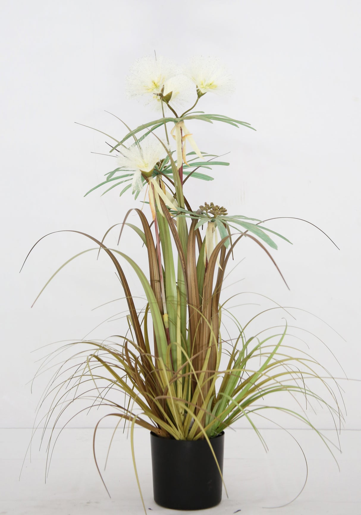 Plume Grass