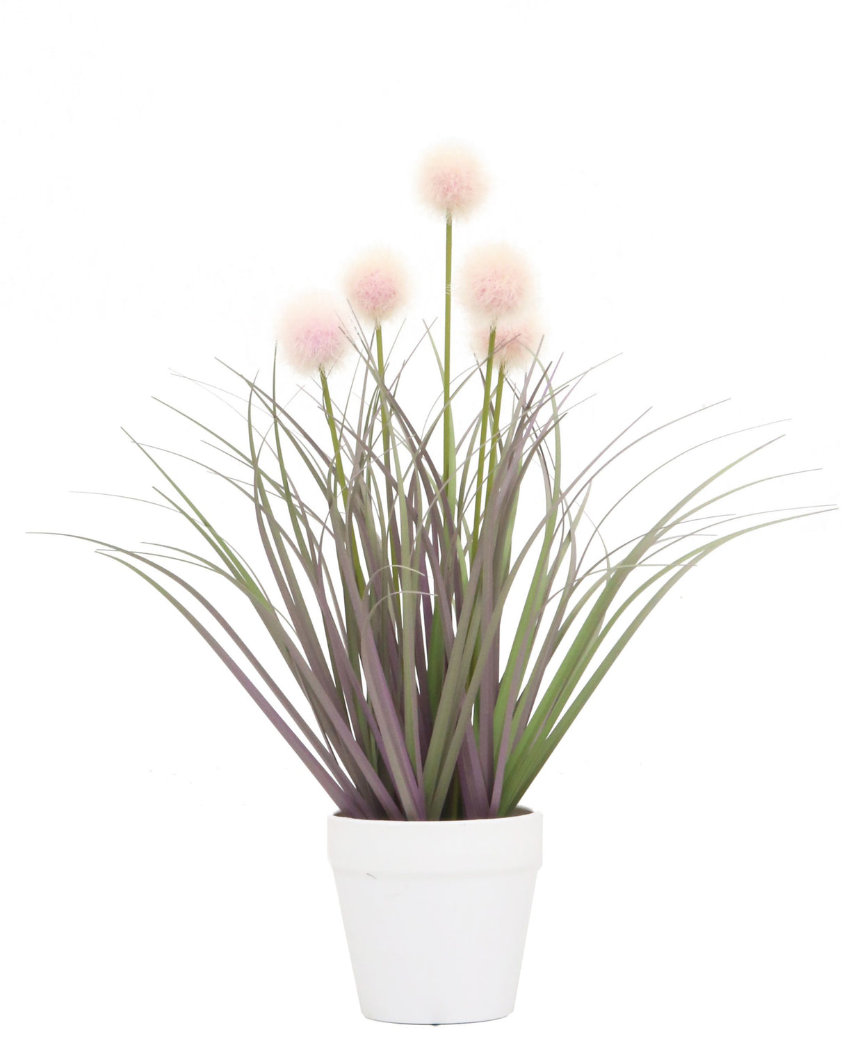 Pompon Plant