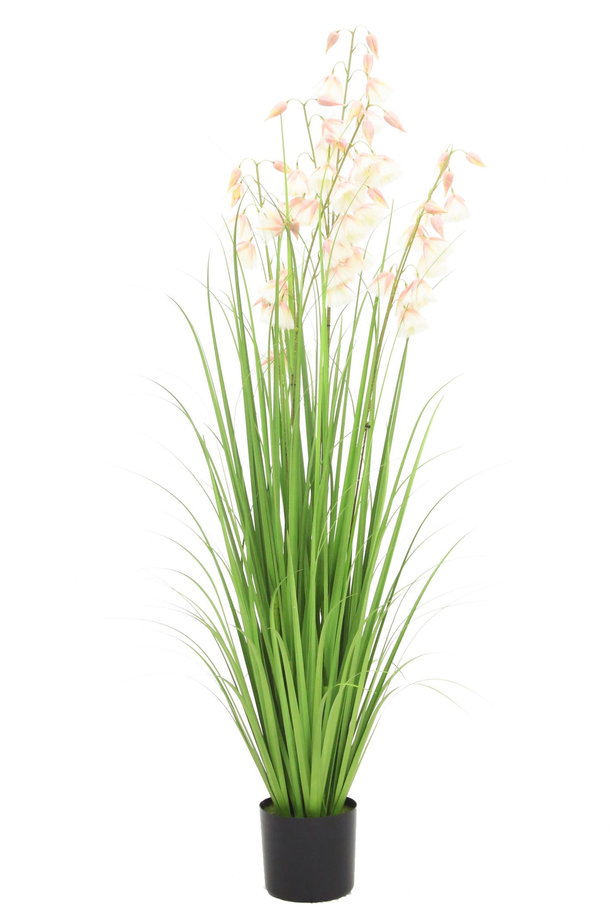 Princess Flower Grass