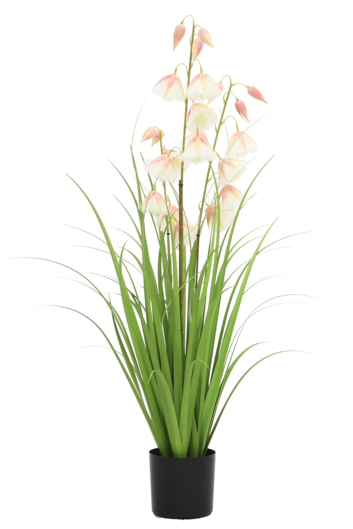 Princess Flower Grass