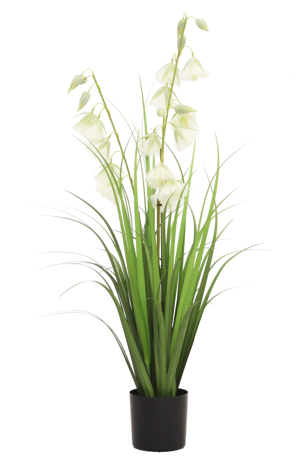Princess Flower Grass