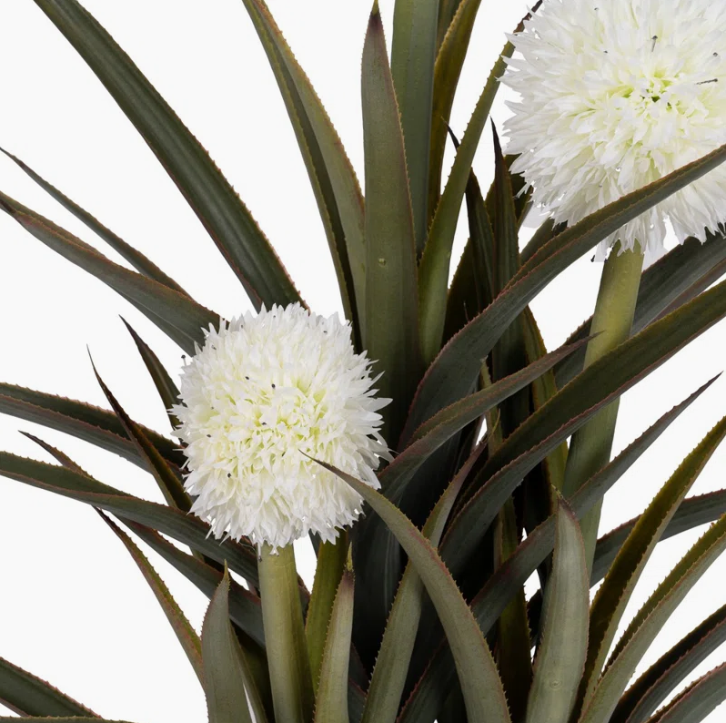 Pineapple Plant