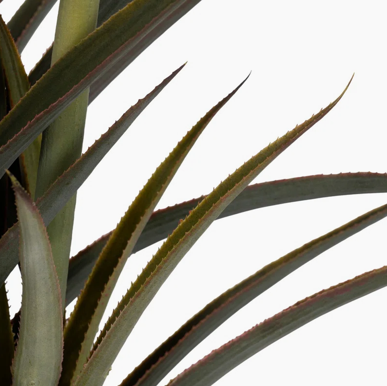 Pineapple Plant