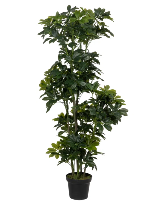 Schefflera Arboricola