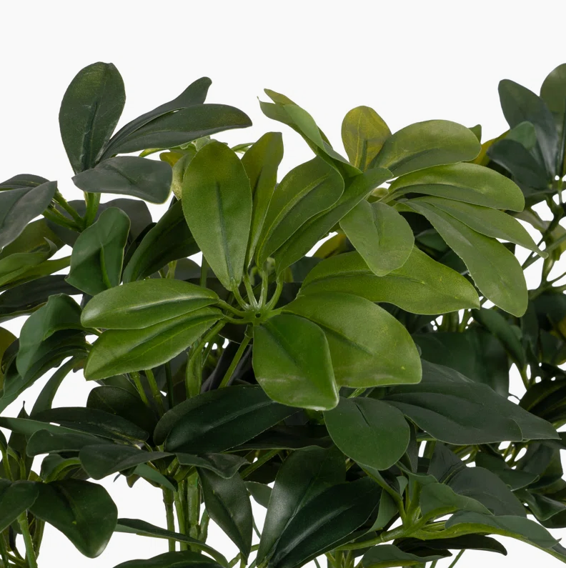 Schefflera Arboricola