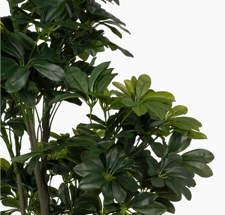 Schefflera Arboricola