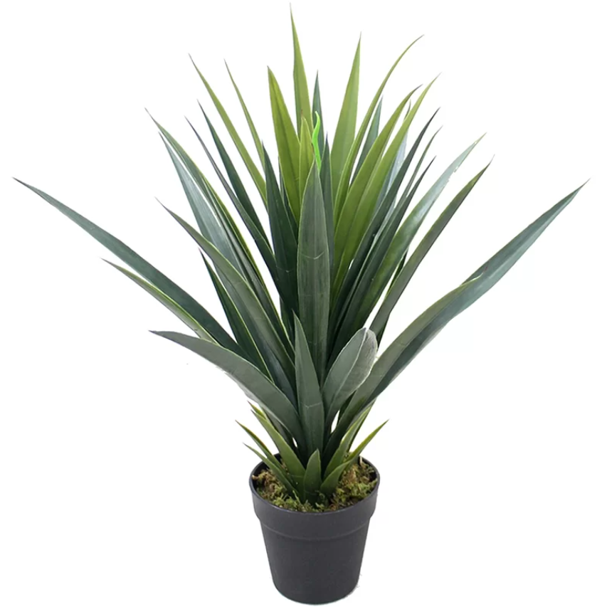 Yucca