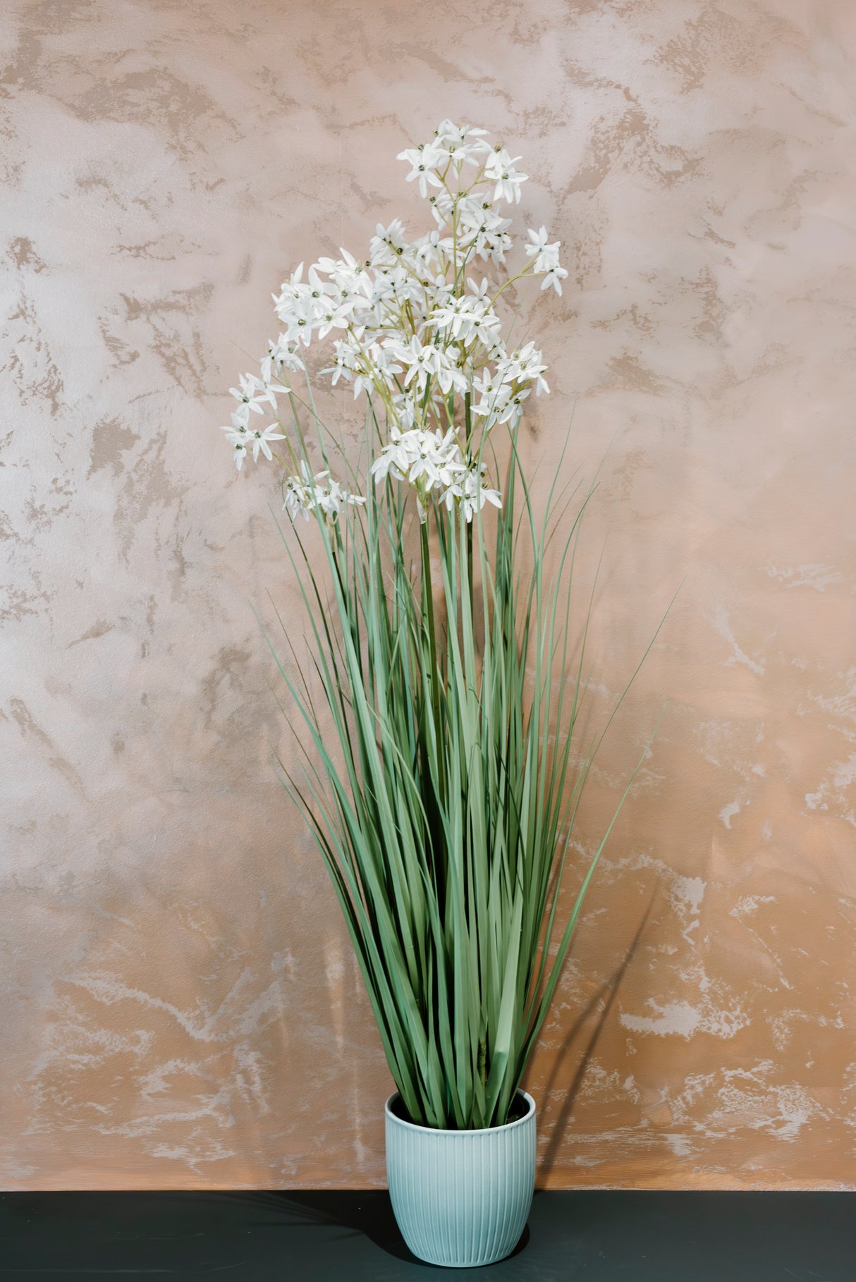 Allium Grass