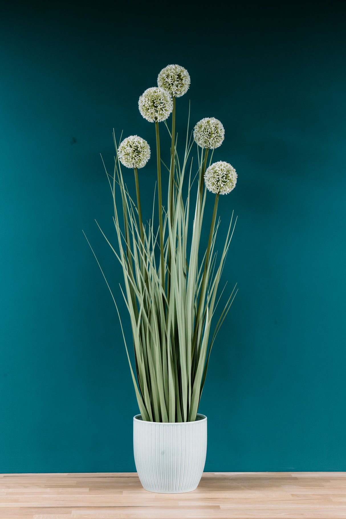Allium Grass