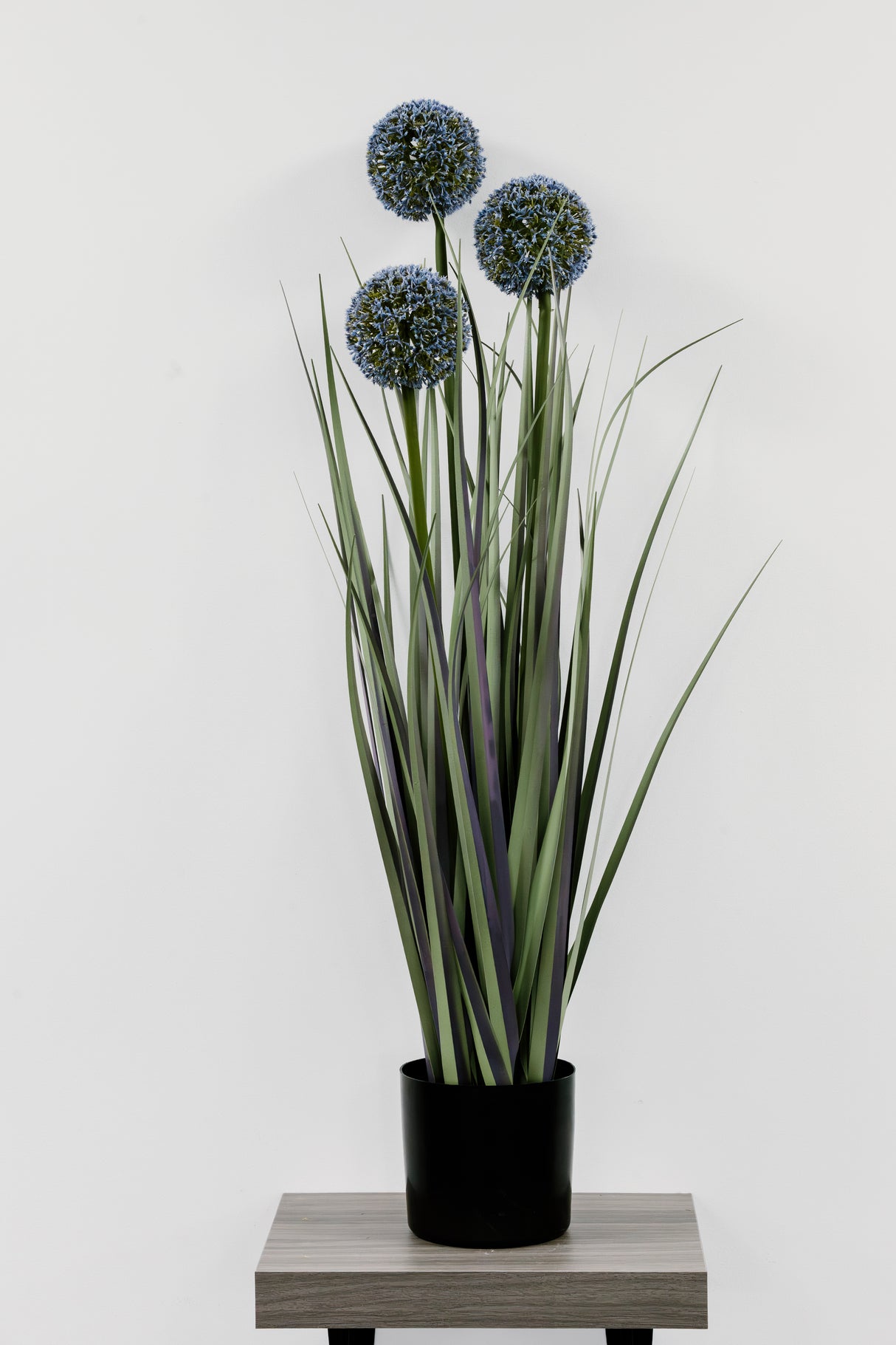 Allium Grass