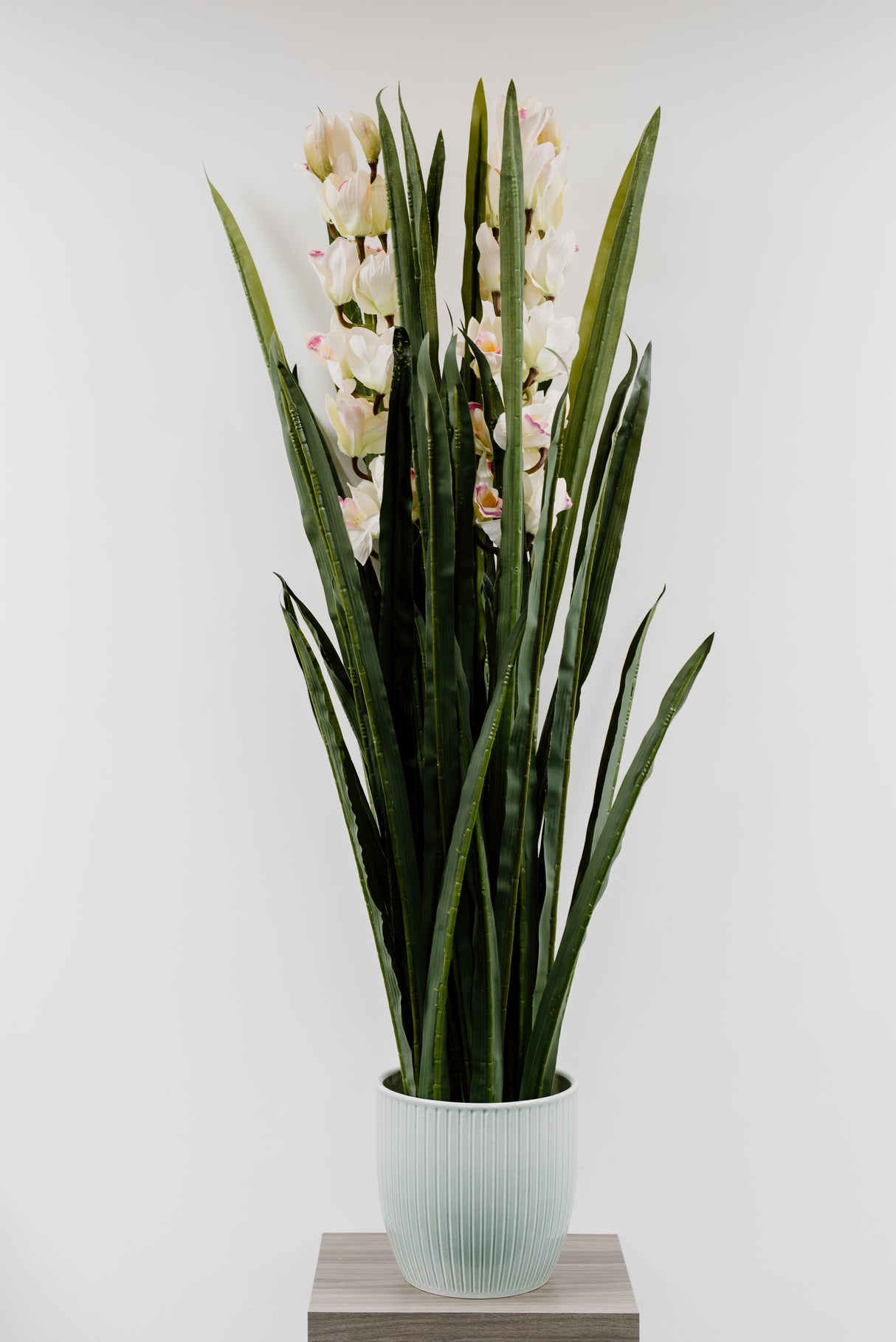Dwarf Cymbidium Plant