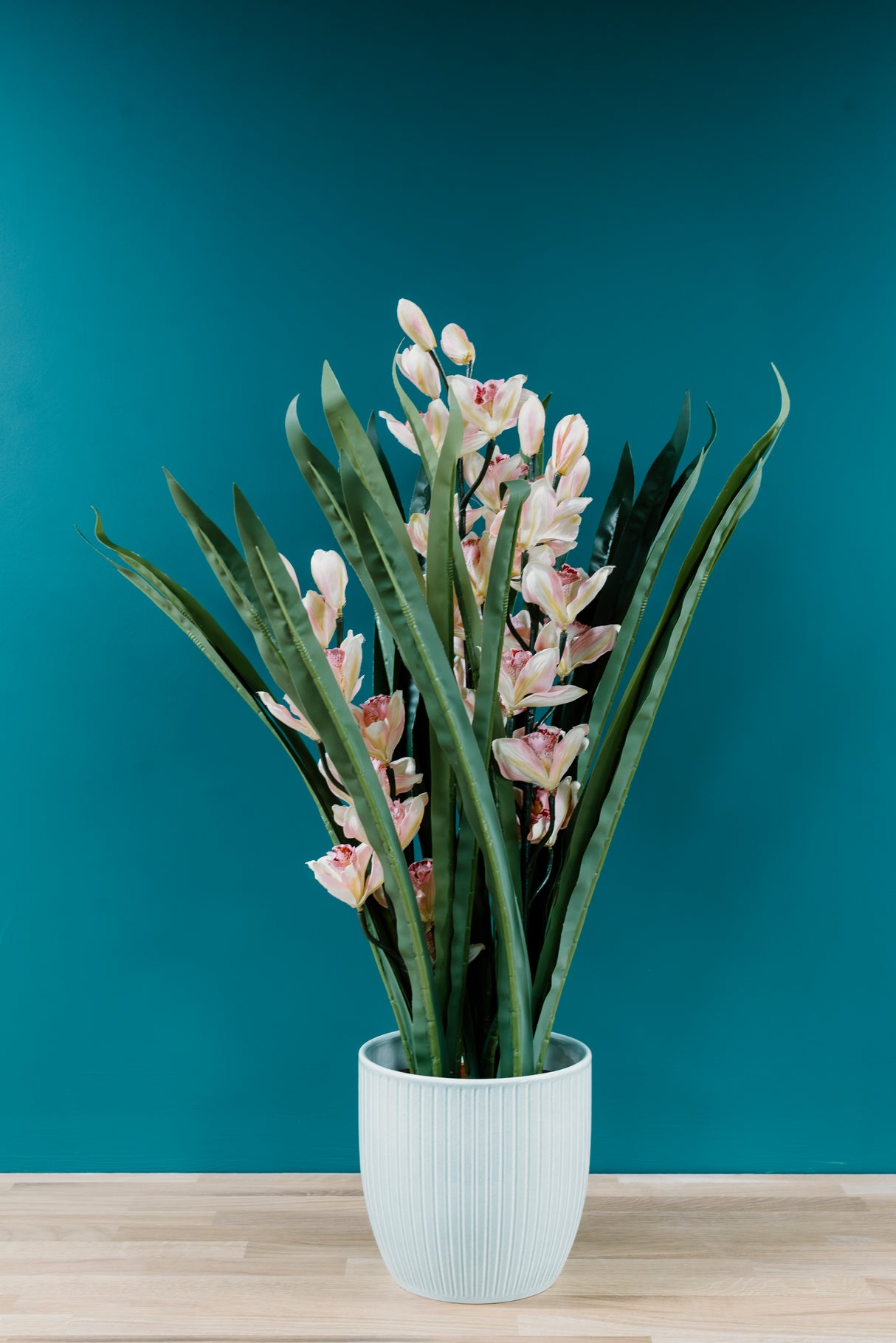 Dwarf Cymbidium Plant