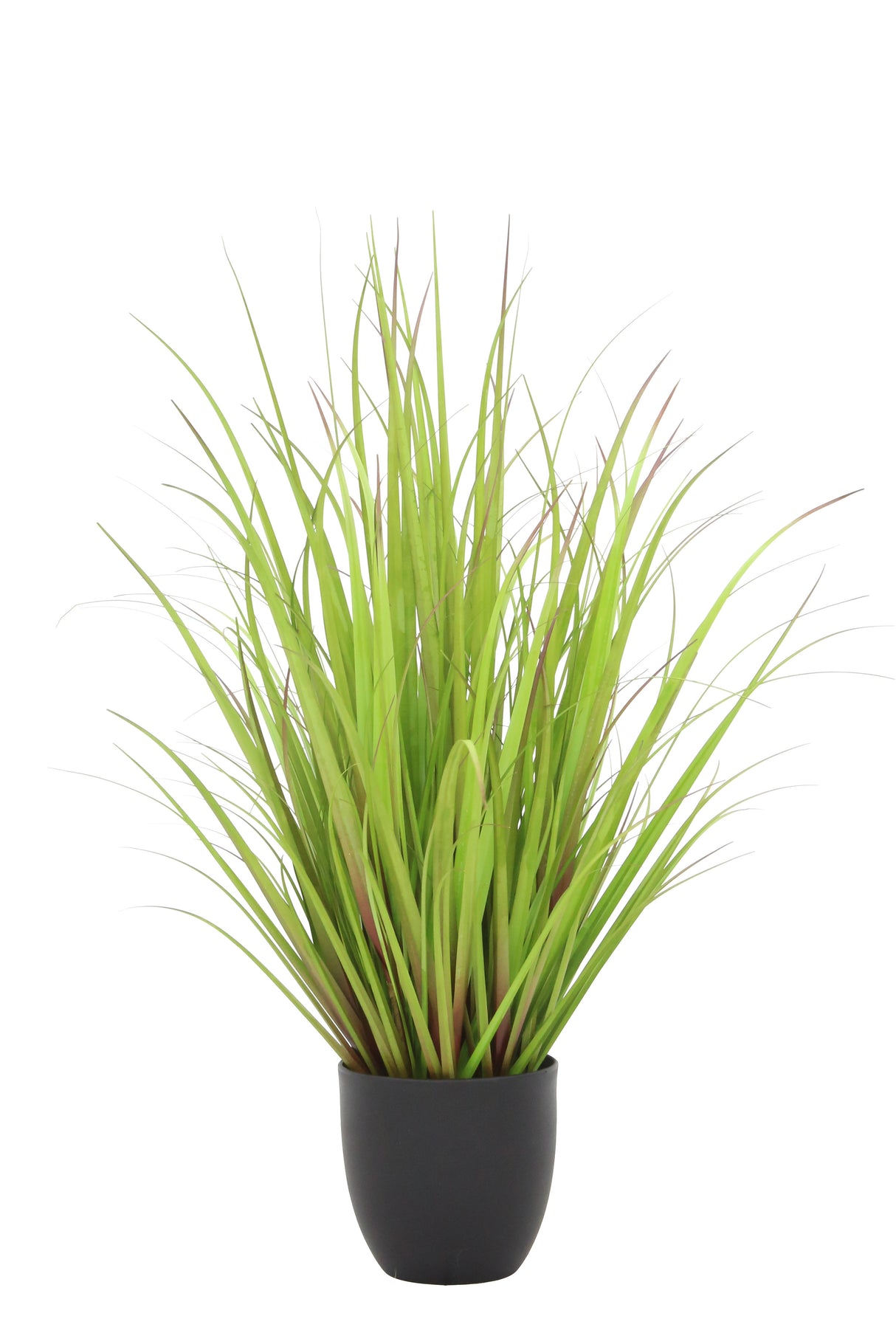 Wild Grass Greenish