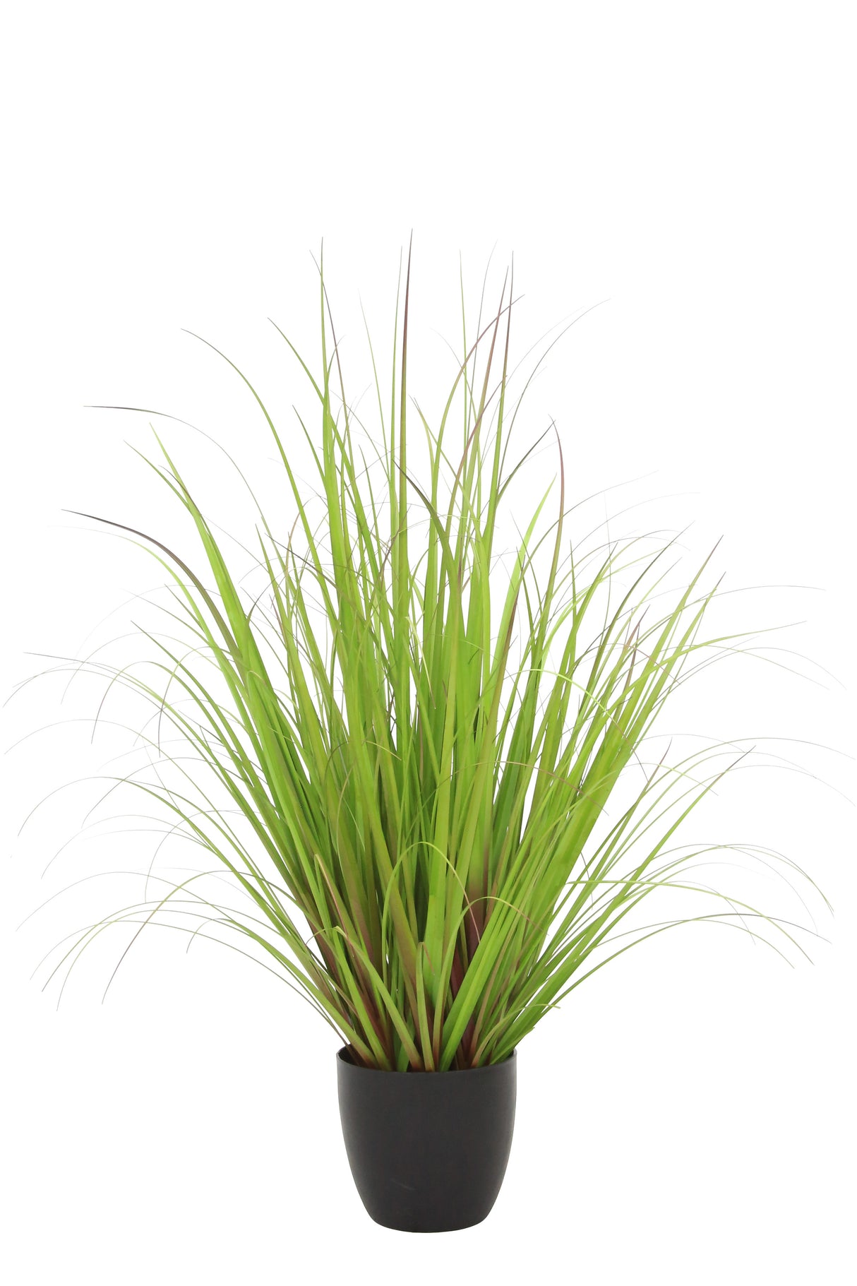 Wild Grass Greenish