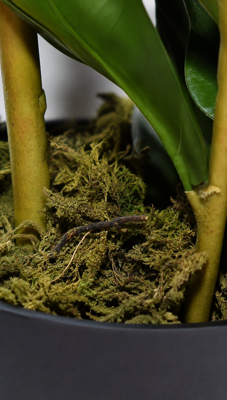 Fiscus Plant 75CM