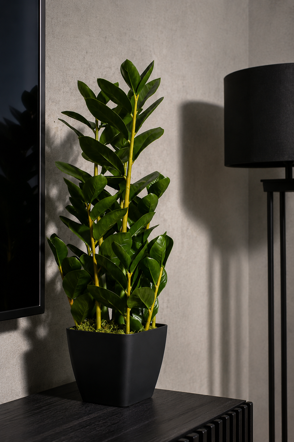 Fiscus Plant 75CM