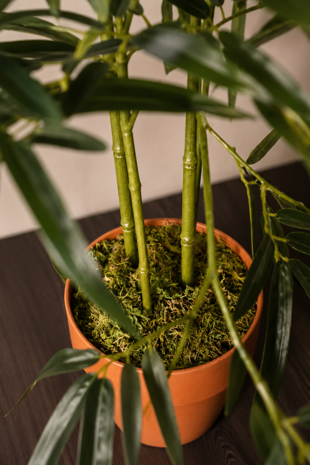 Green Stem Bamboo Plant
