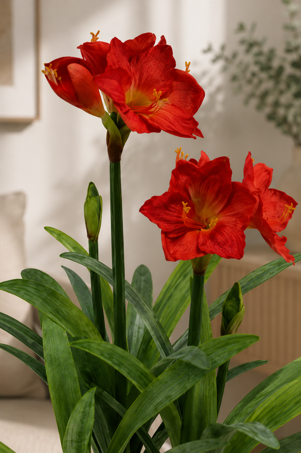 Red Amaryllis Plant 100CM