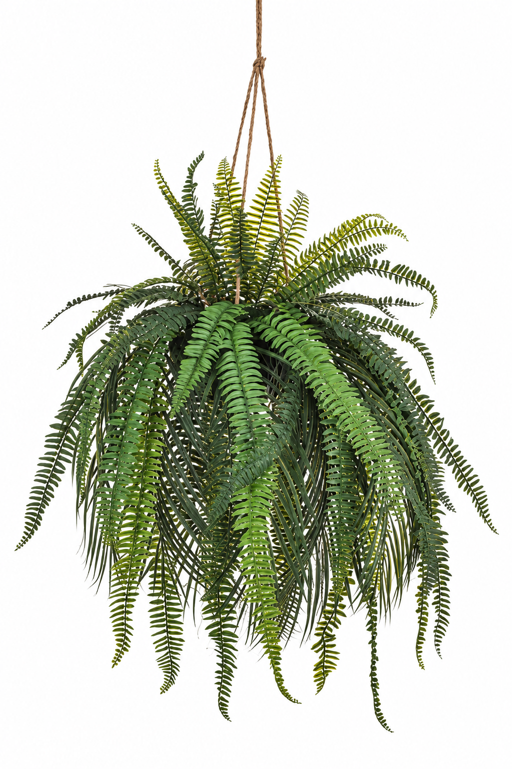 Boston Hanging Fern