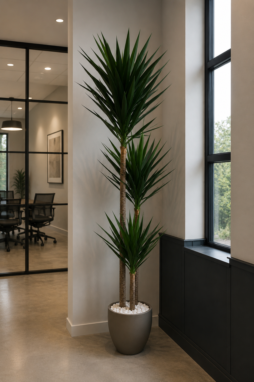 Yucca