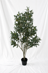 Grand Tuscan Olive Tree 114cm