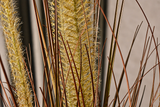 Horsetail Grass