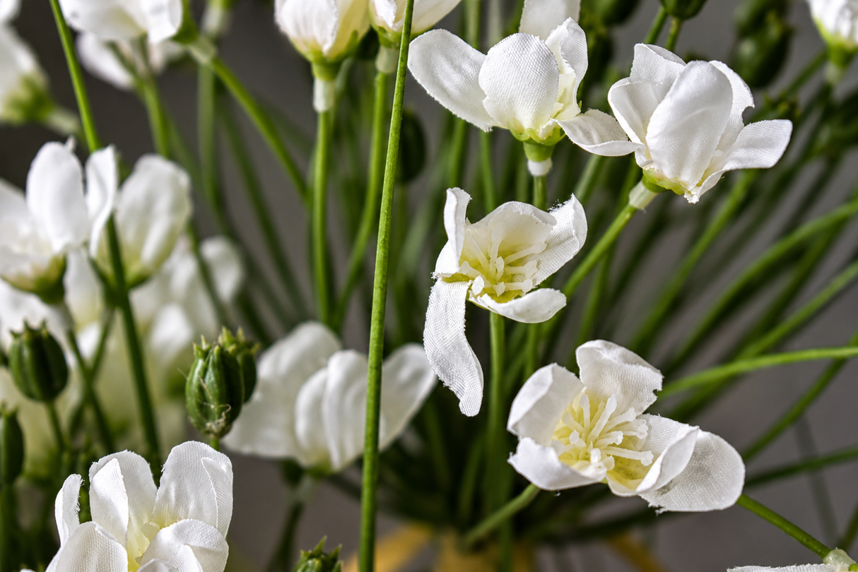 Leek Flower Grass