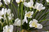 Leek Flower Grass