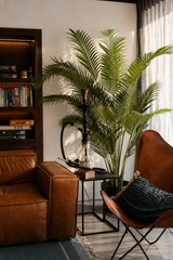 Paradise Palm Tree