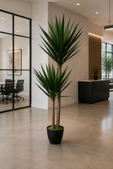 Double Head Yucca 190cm