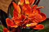 Canna Lily