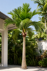 Coco Palm Tree