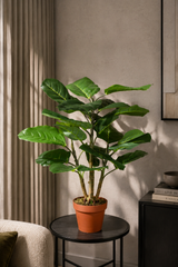Oak Plant - 75cm