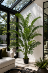 Paradise Palm Tree